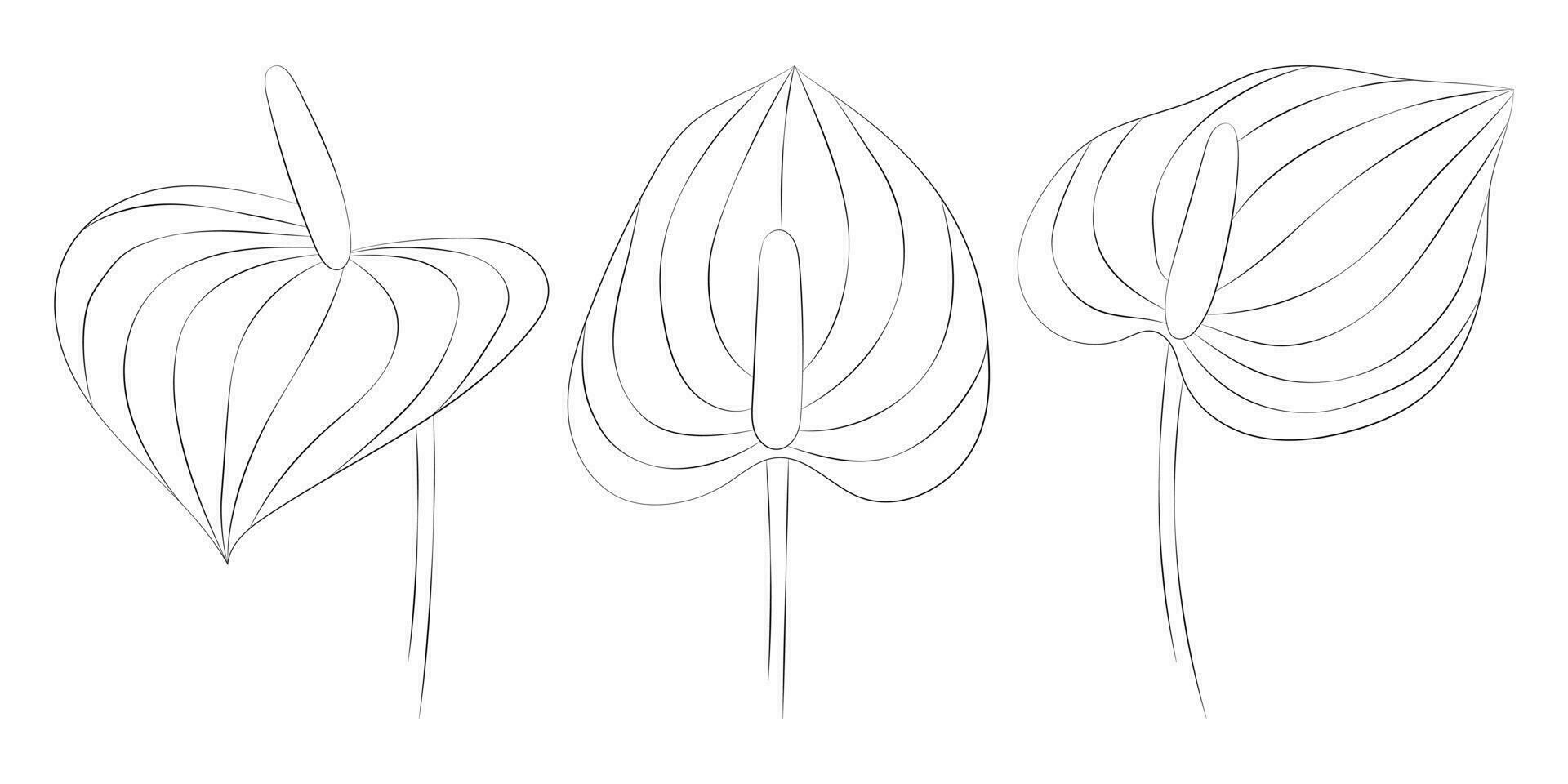 anthurium tropicale fiori impostare. vettore botanico illustrazione, contorno grafico disegno.