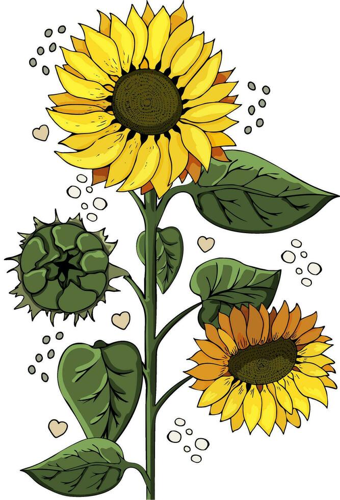 isolato illustrazione di giallo girasoli con verde le foglie. girasole semi. vettore illustrazione