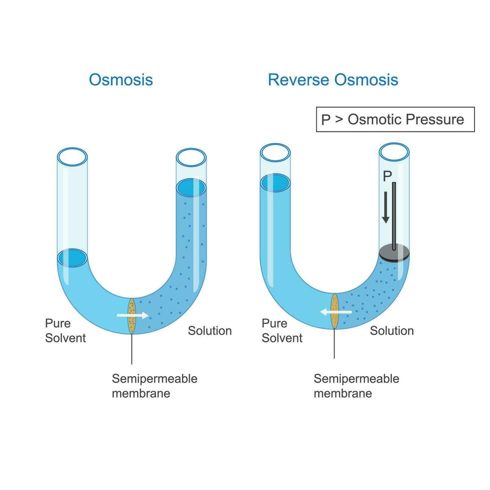 osmosi e inverso osmosi vettore
