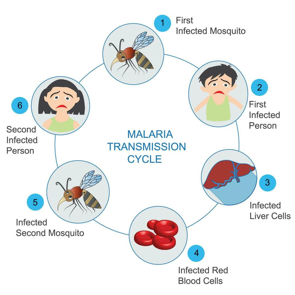 malaria trasmissione ciclo. passaggi di infezioni nel persone con zanzara. vettore