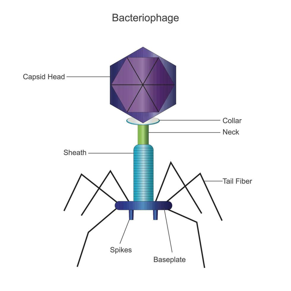 batteriofago biologia concetto vettore