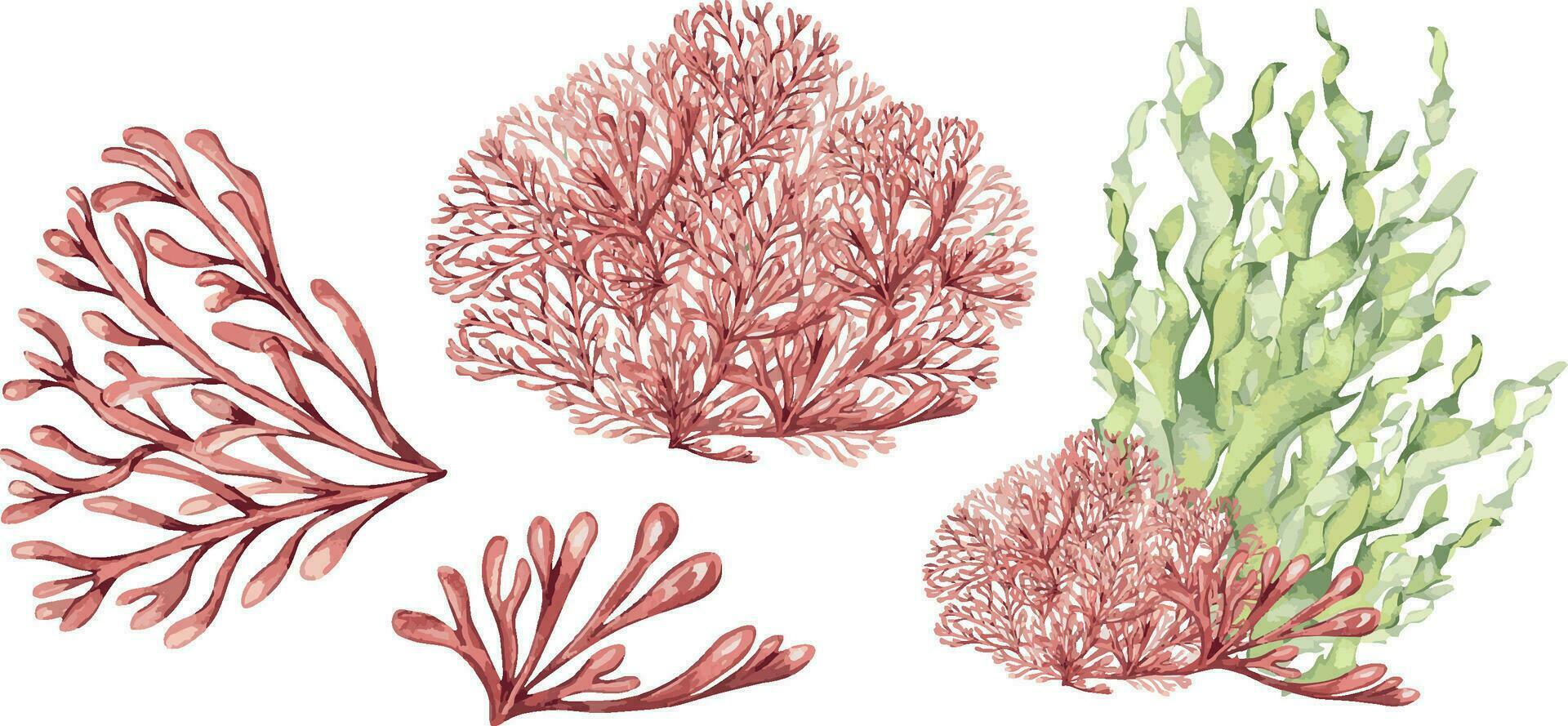 impostato di mare impianti, corallo acquerello illustrazione isolato su bianca sfondo. rosa agar agar alga marina, fillofora mano disegnato. design elemento per pacchetto, etichetta, avvolgere, marino collezione vettore