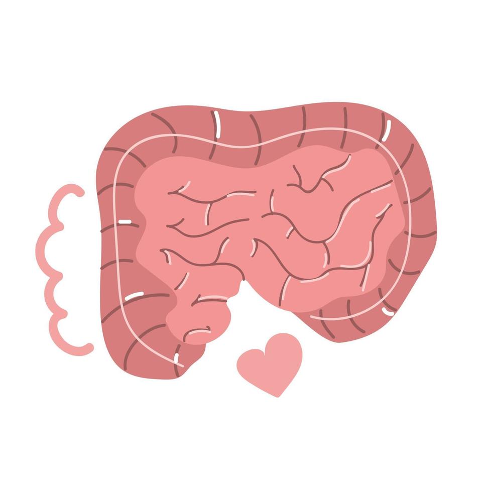 tratto intestinale umano disegnato a mano. illustrazione piatta. vettore