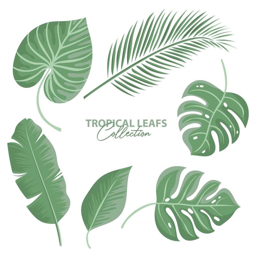 collezione di foglie tropicali vettore
