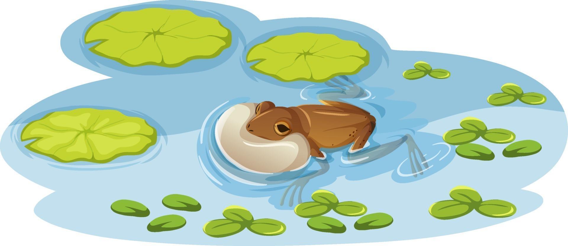 una rana sulla foglia di loto nell'acqua vettore