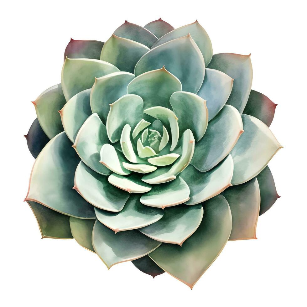 succulento pianta superiore Visualizza isolato dettagliato mano disegnato pittura illustrazione vettore