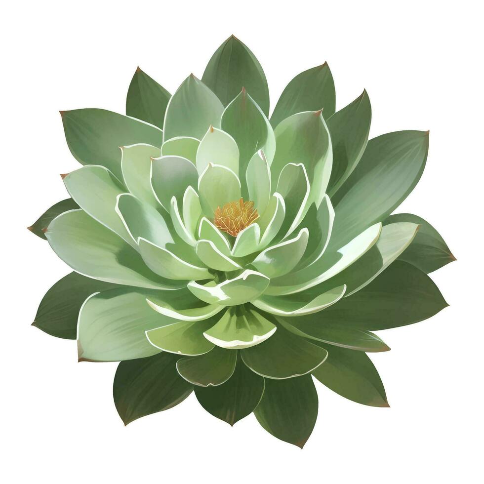 succulento pianta superiore Visualizza isolato dettagliato mano disegnato pittura illustrazione vettore