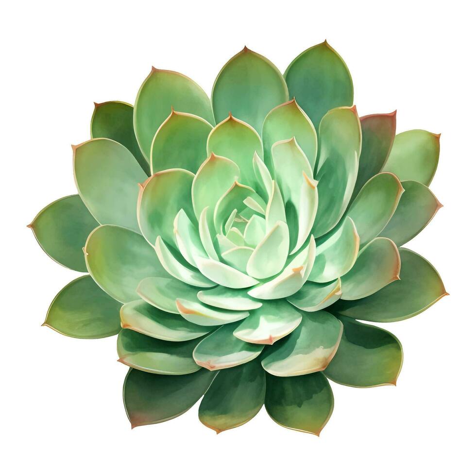 succulento pianta superiore Visualizza isolato dettagliato mano disegnato pittura illustrazione vettore