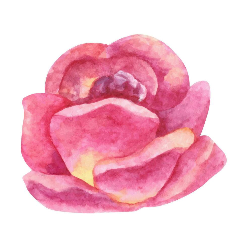 arrossire rosa rosa clipart. mano disegnato acquerello illustrazioni. vettore