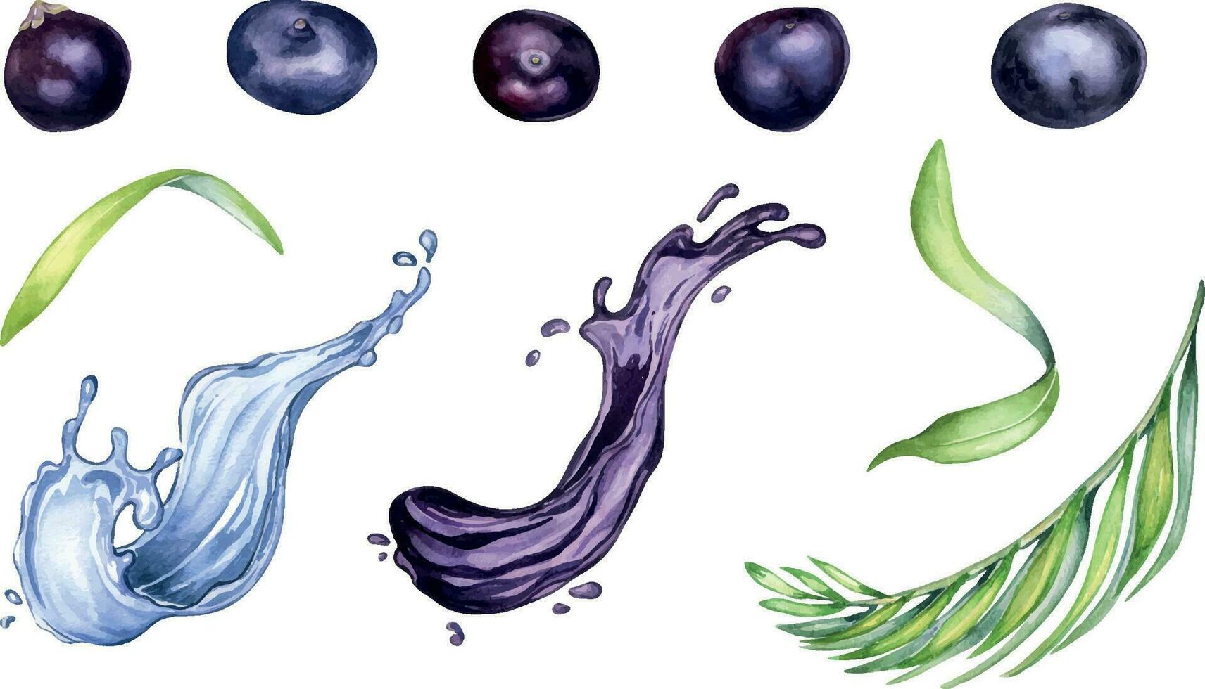 impostato di acai frutti di bosco, palma foglie, acqua spruzzo acquerello illustrazione isolato su bianca sfondo. esotico amazon piccolo viola frutti di bosco, succo spruzzo mano disegnato. design elemento per confezione, etichetta vettore