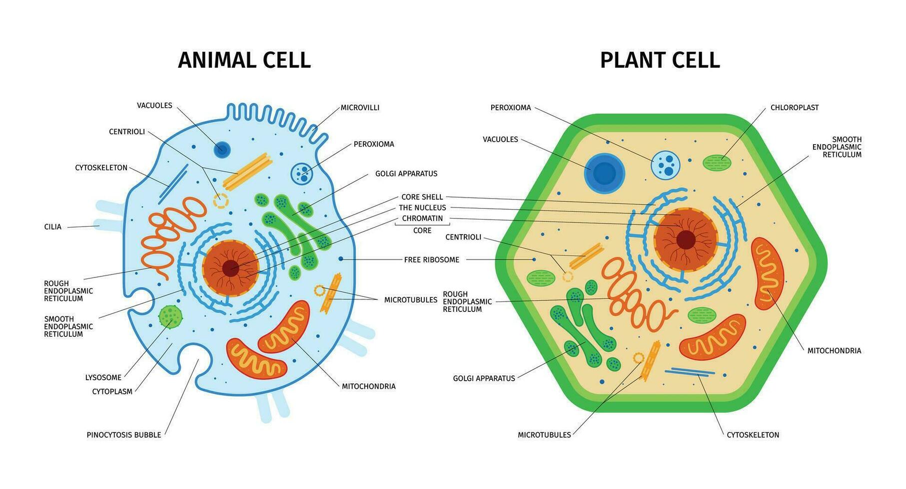 animale pianta cellule composizione vettore