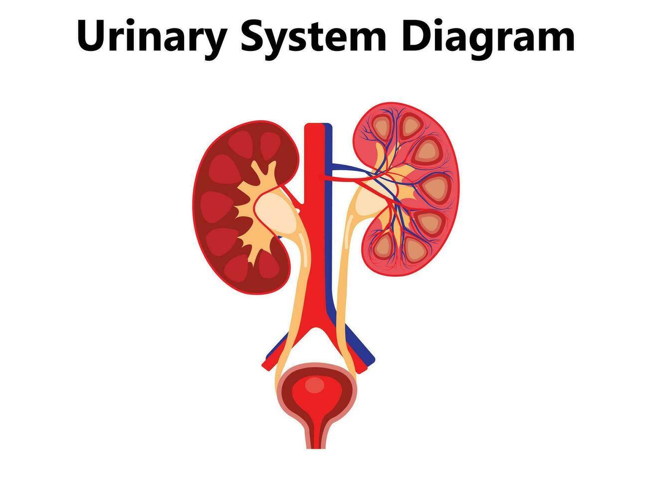 escretore sistema vettore illustrazione. etichettato educativo umano organi Posizione schema. diagramma con isolato Vescica urinaria, uretere, rene, aorta e surrenale ghiandola.