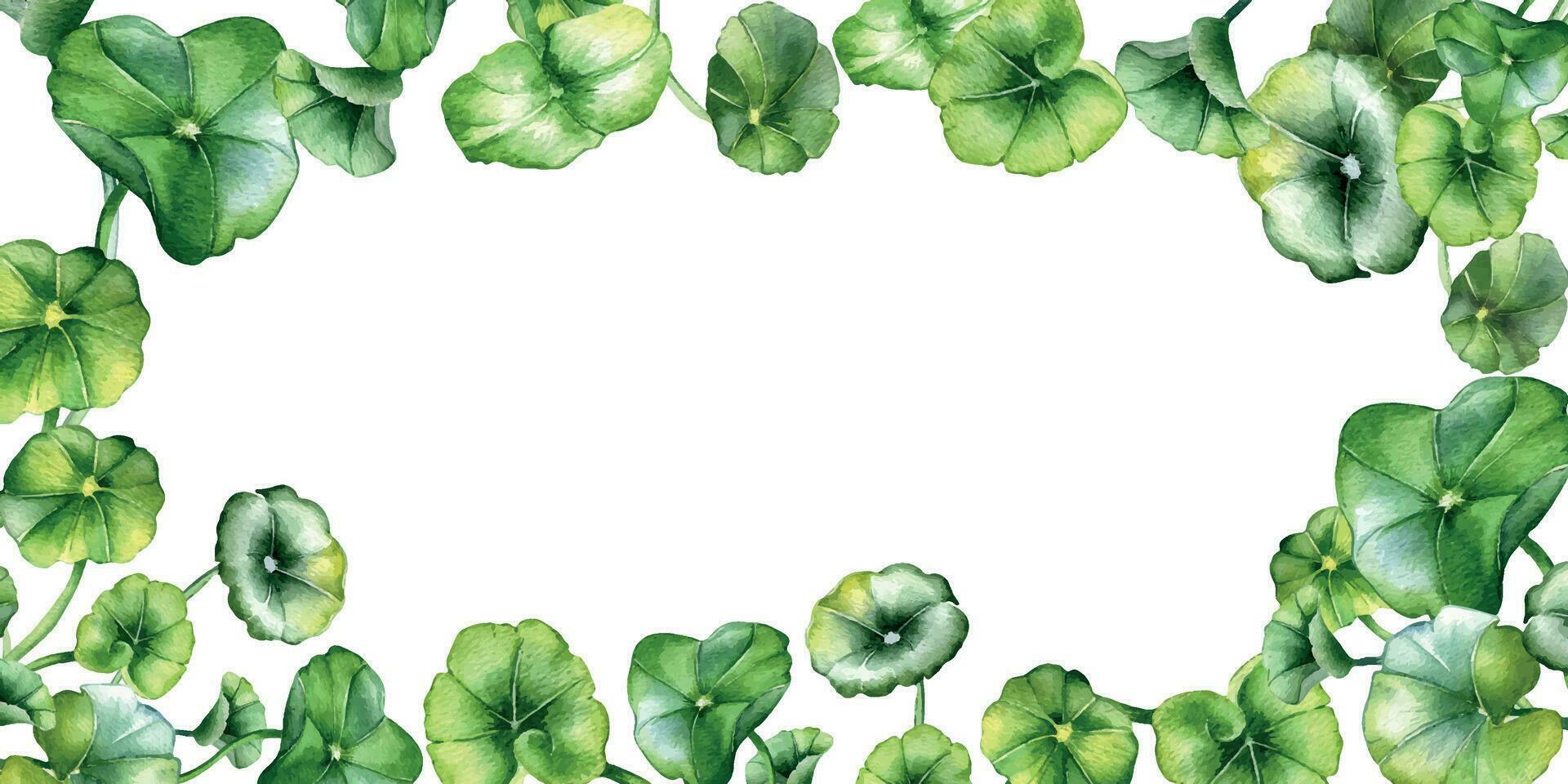 telaio di centella asiatica, erbaceo impianti acquerello illustrazione isolato su bianca. centella, gotu cola, arrotondato le foglie tavola mano disegnato. design per pacchetto, etichetta, erbaceo impianti collezione vettore