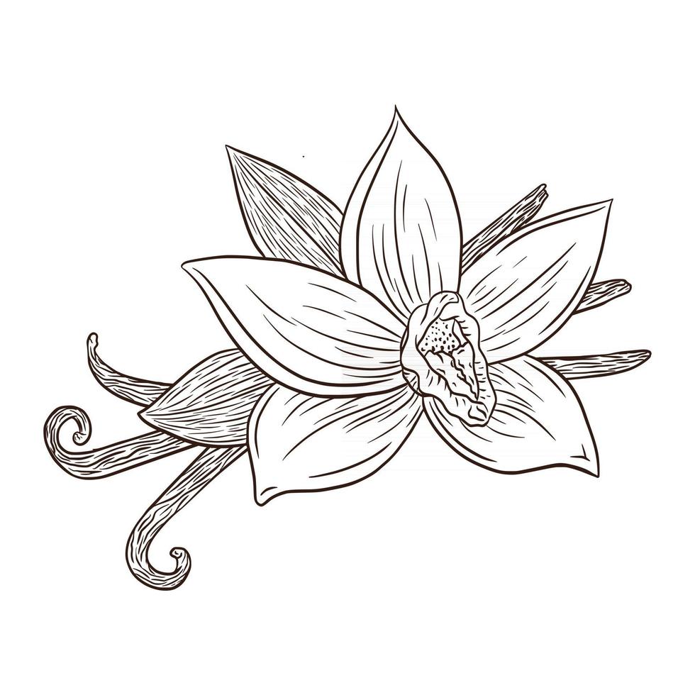 illustrazione di incisione di fiori e baccelli di vaniglia line art vettore