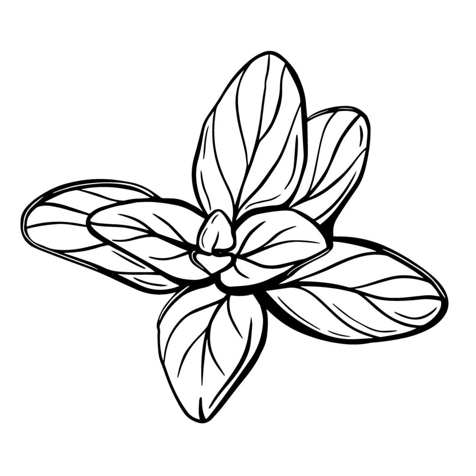 foglie di origano isolate su uno sfondo bianco. l'origano è un condimento saporito. illustrazione vettoriale disegnata a mano