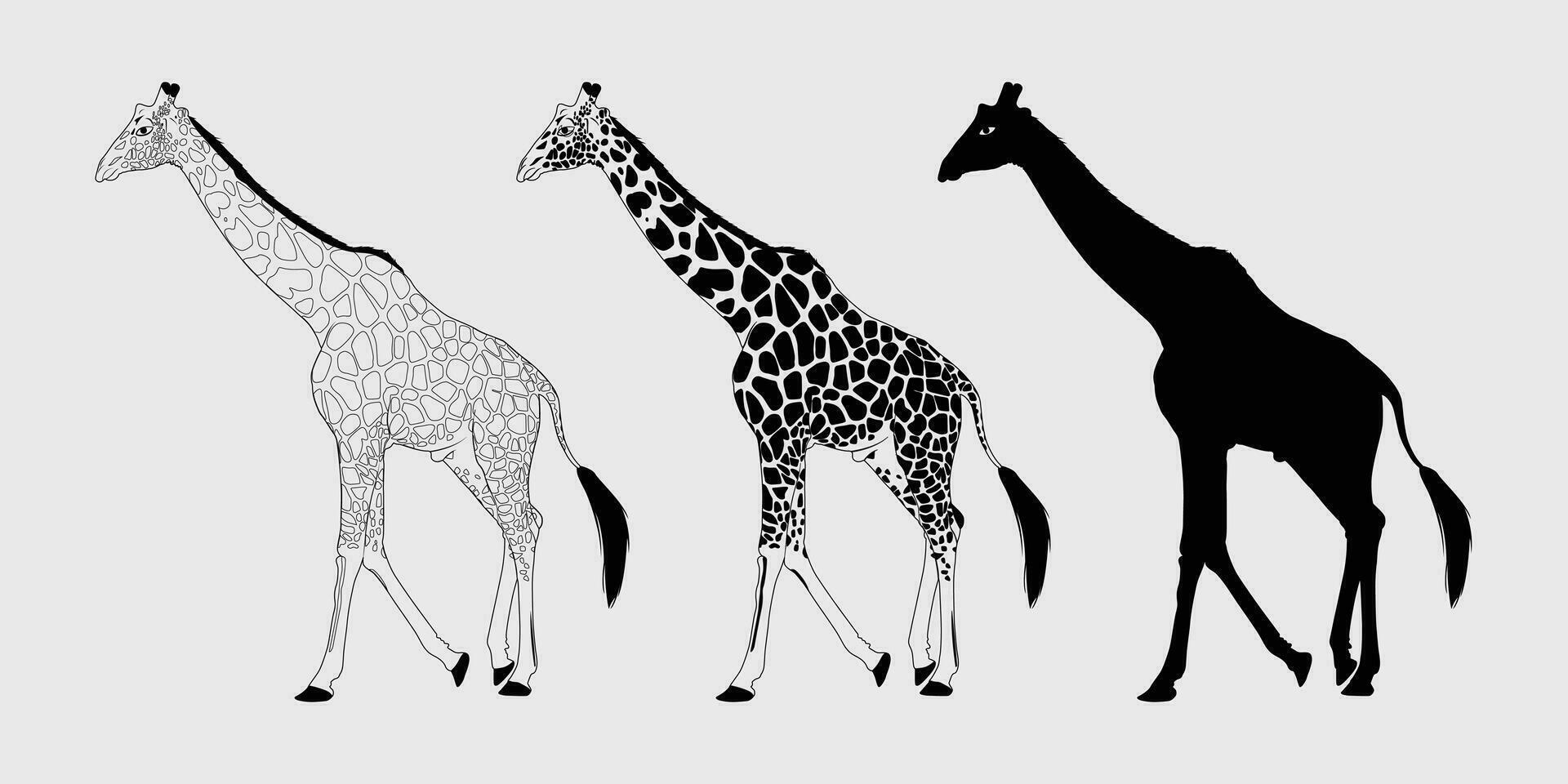 giraffa nero silhouette, giraffa vettore schema disegno, giraffa vettore nero e bianca