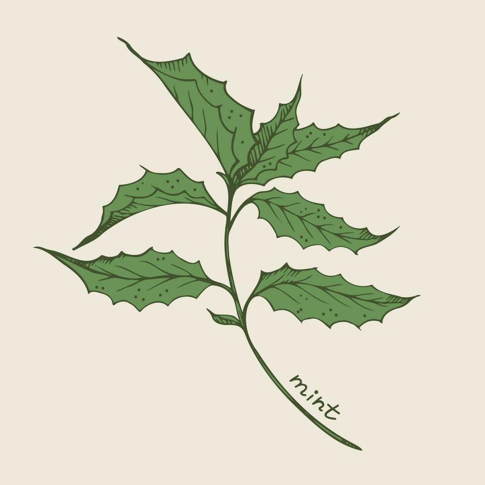 menta pianta mano disegnato menta verde le foglie. menta piperita tè fragrante foglia, medicinale erba, ingrediente per cosmetici.vettore illustrazione su isolato sfondo.per logo, Stampa, carta, carta, disegno, etichetta vettore