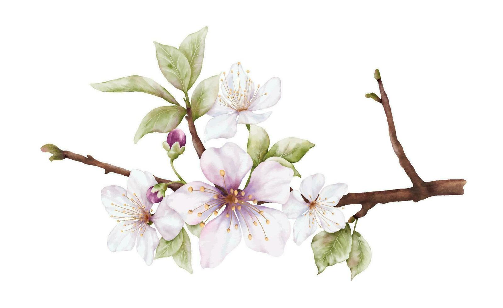 acquerello ciliegia fiorire fioritura su il rami vettore