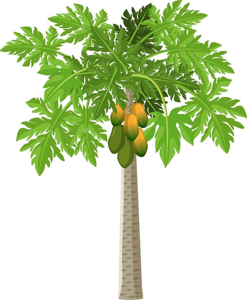 un albero di papaia isolato in stile cartone animato su sfondo bianco vettore