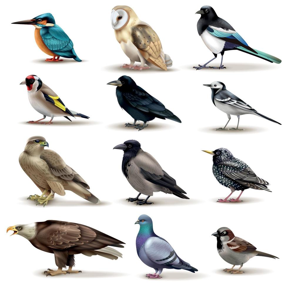 illustrazione realistica di vettore della raccolta della fauna degli uccelli
