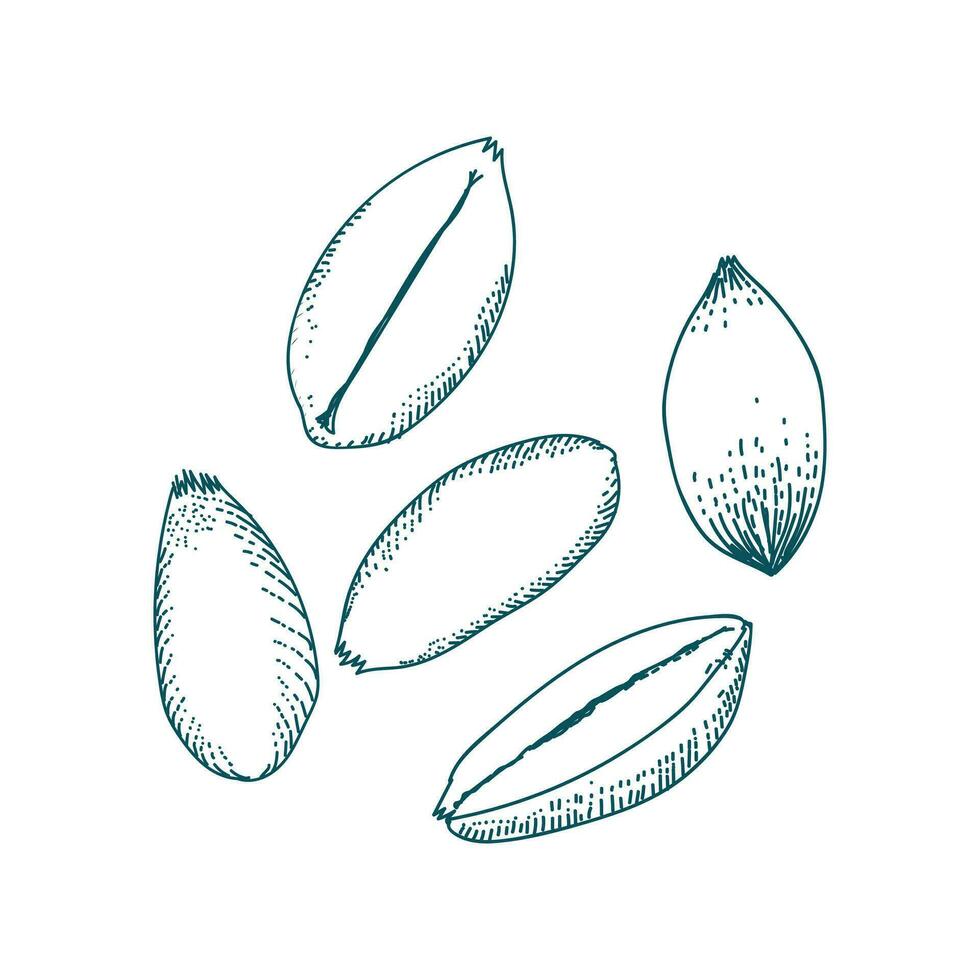 Vintage ▾ retrò incisione schizzo mano disegnato Grano grano seme per azienda agricola Prodotto illustrazione vettore