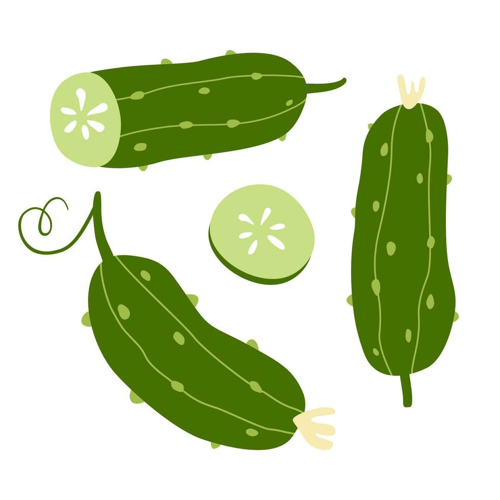 impostato di luminosa verde cetrioli. può essere Usato per menù, confezione, tessili. vettore illustrazione isolato su bianca sfondo.
