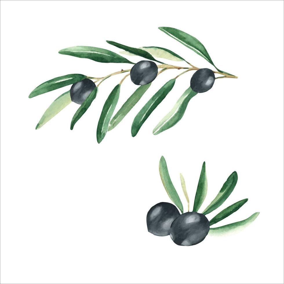 oliva rami con nero olive impostato isolato su bianca sfondo. acquerello mano disegnato botanico illustrazione. può essere Usato per carte, menù, loghi, cosmetici, cibo confezione design vettore