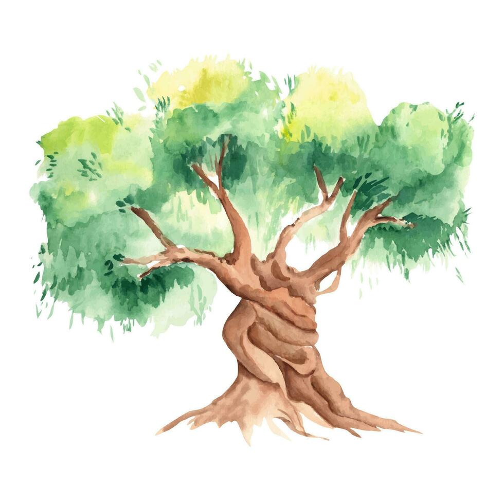 oliva albero sotto il sole. mano disegnato acquerello illustrazione su un' bianca sfondo. per menù, Prodotto e italiano, greco, spagnolo cucina design vettore