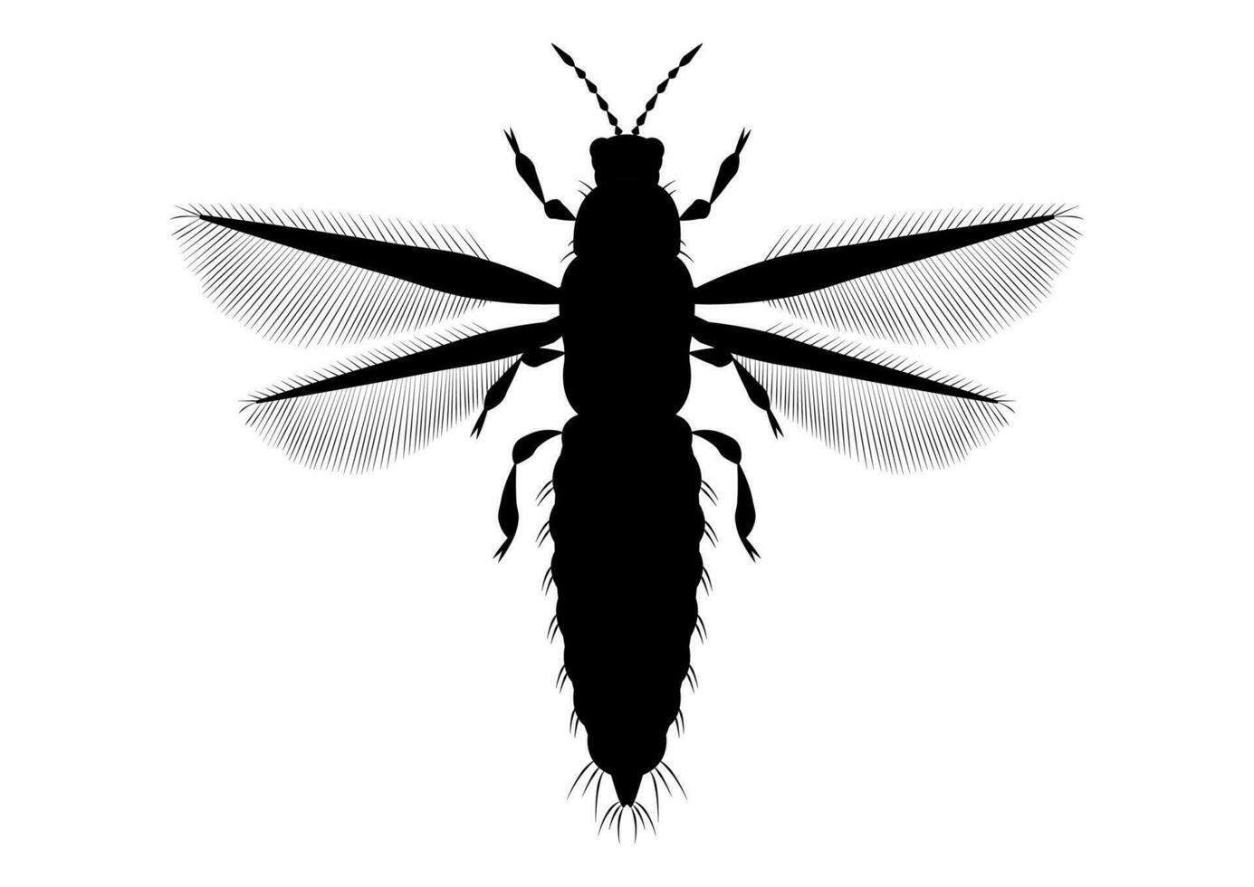 nero e bianca tripidi insetto clipart vettore su bianca sfondo