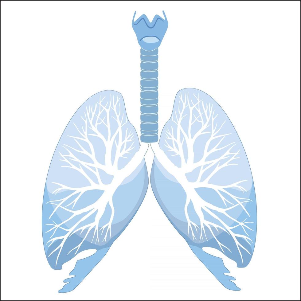 anatomia dei polmoni e dei bronchi umani. struttura dell'organo umano. segno medico vettore