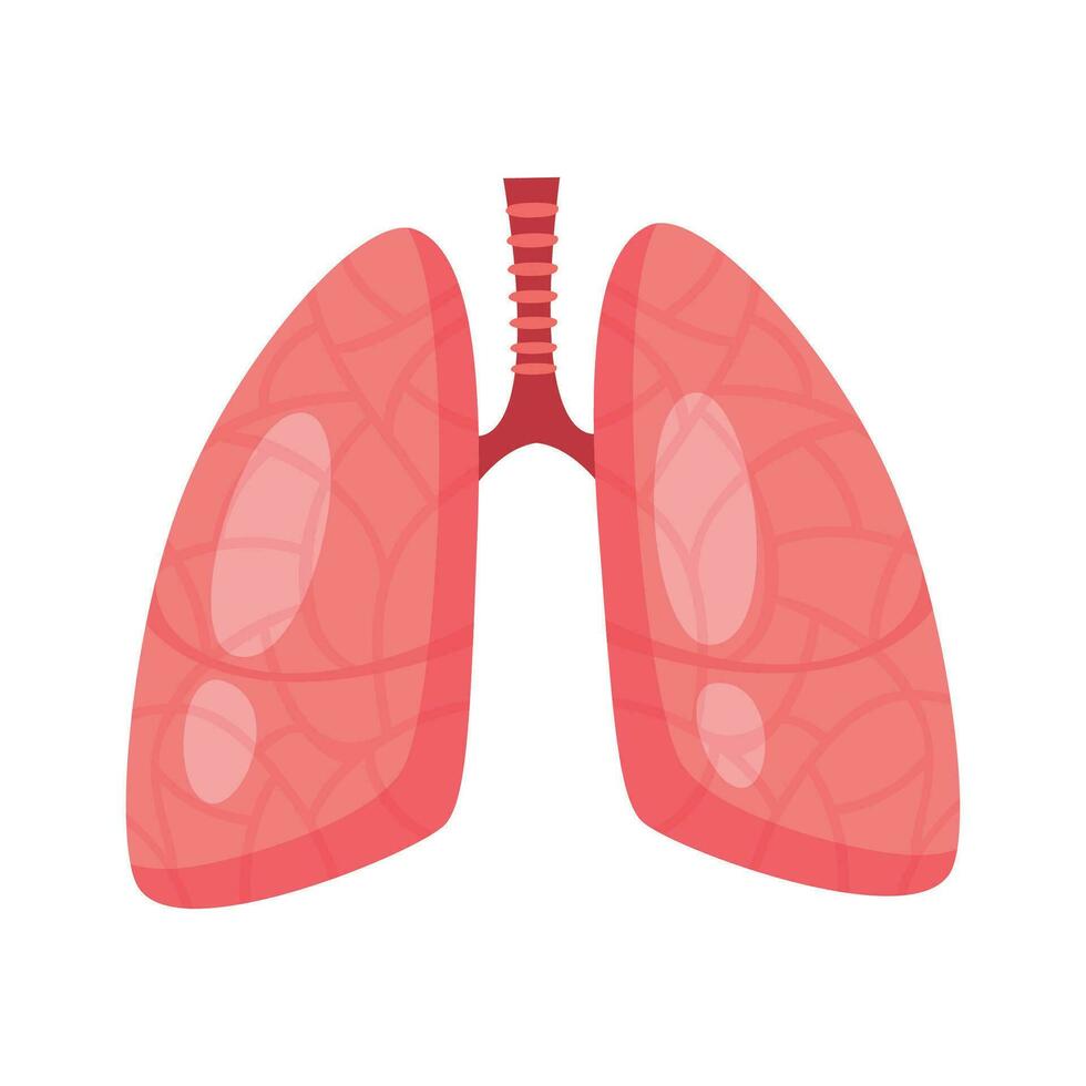 vettore umano interno organo con polmoni