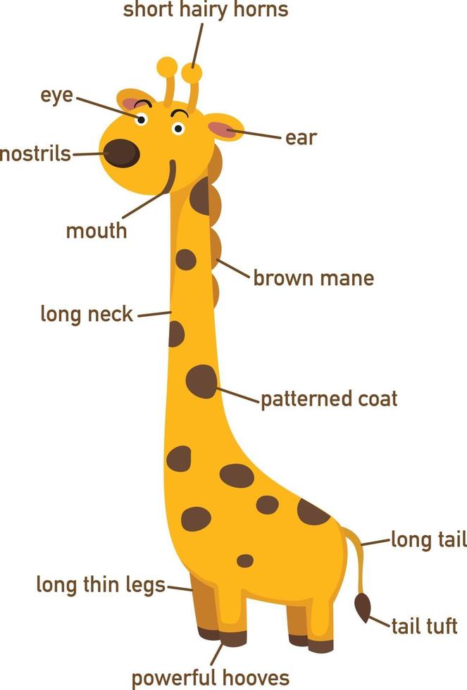 illustrazione del vocabolario della giraffa parte di body.vector vettore