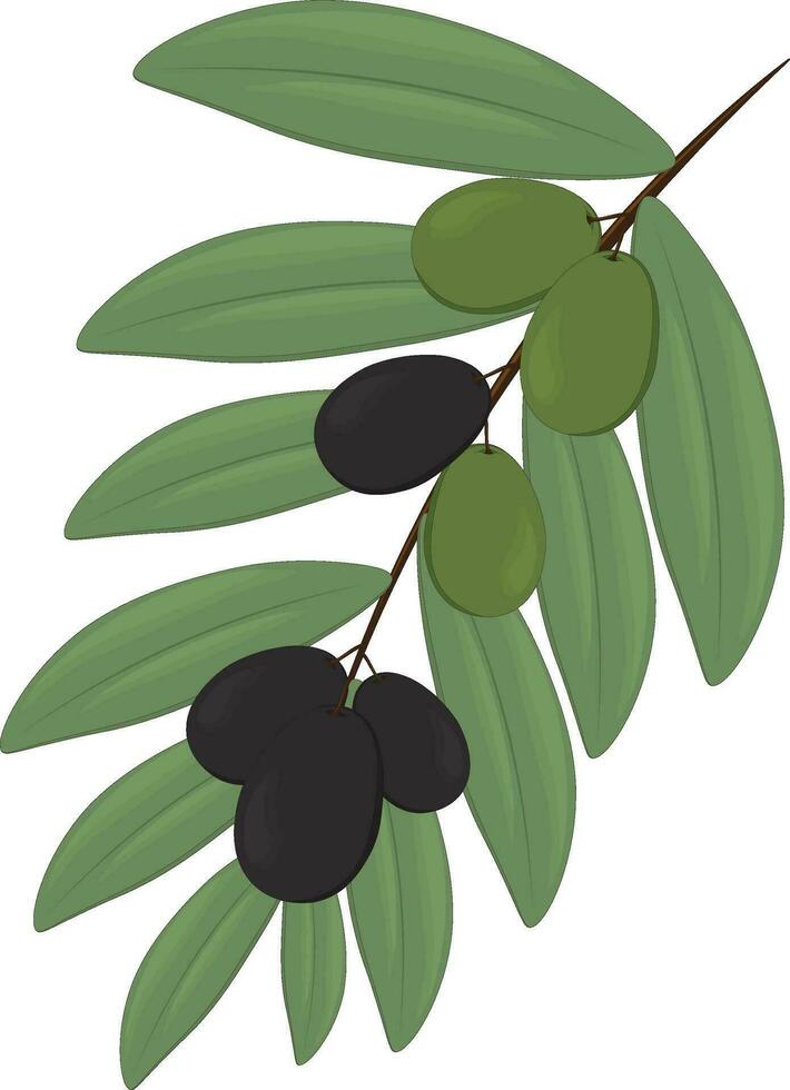 oliva ramo con le foglie e nero e verde olive vettore illustrazione