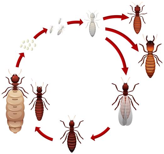 Un ciclo di vita delle termiti vettore