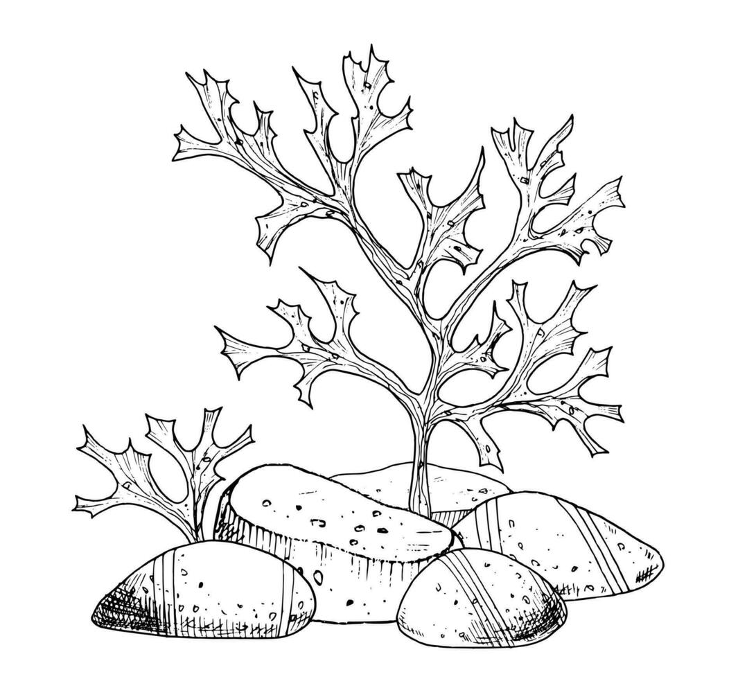 fondale marino con corallo scogliere, alghe e pietre. mano disegnato vettore illustrazione di oceano pavimento con poco Pesci su isolato sfondo. subacqueo alghe nel linea arte stile. schema disegno per icona.