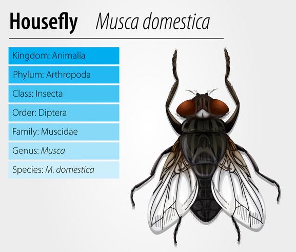 Mosca comune vettore