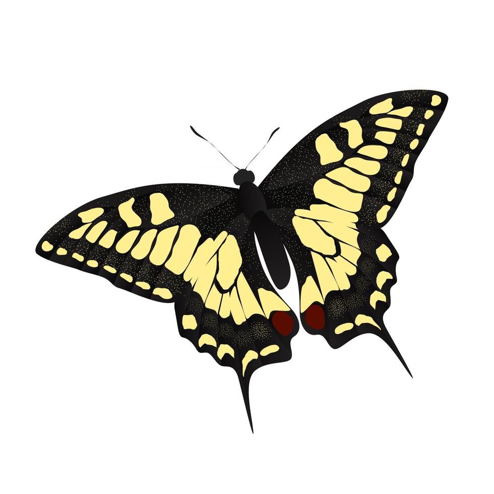 illustrazione vettoriale di farfalla