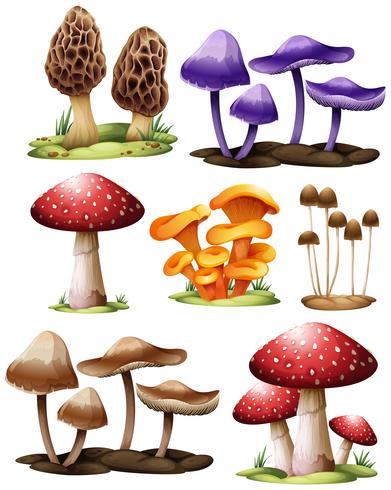 Set di diversi funghi vettore