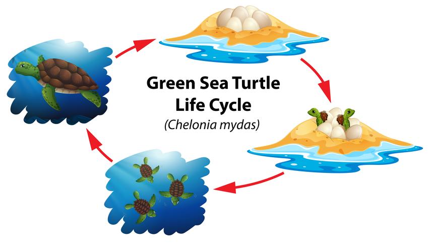 Ciclo di vita delle tartarughe marine verdi vettore