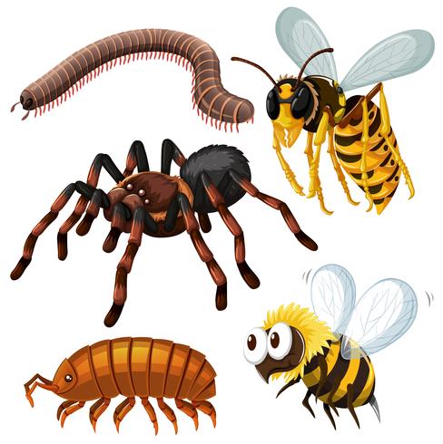 Diversi tipi di insetti pericolosi vettore