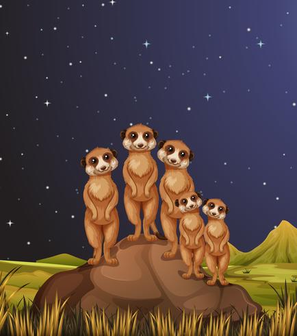 Meerkats che si leva in piedi sulle rocce alla notte vettore