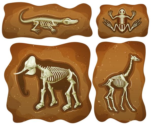 Quattro diversi fossili sotterranei vettore