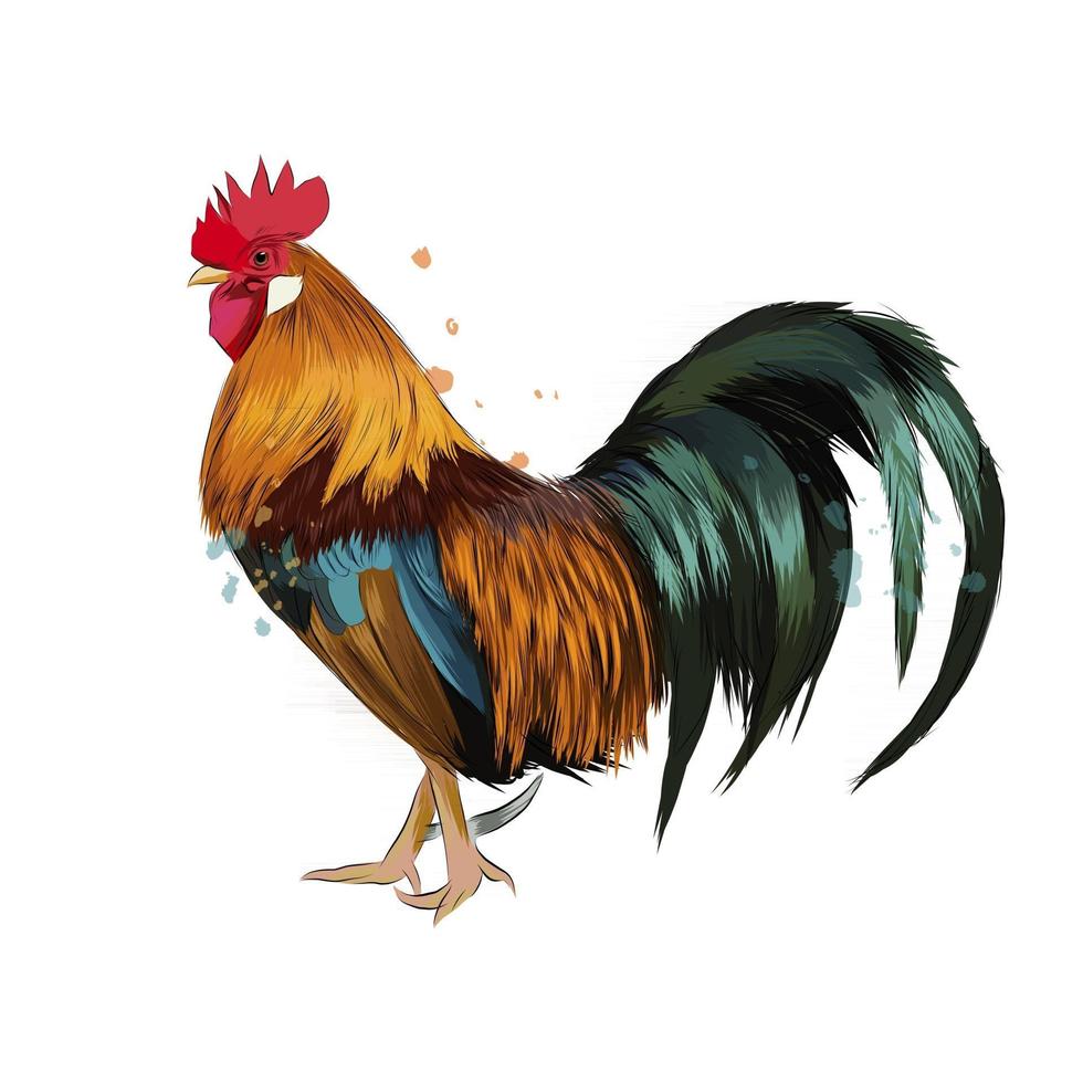 gallo da una spruzzata di acquerello, disegno colorato, realistico. illustrazione vettoriale di vernici