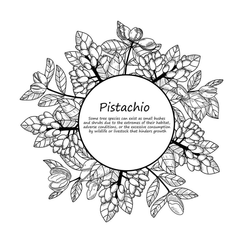 cerchio botanica pistacchio telaio. Vintage ▾ vettore illustrazione nel mano disegno schizzo stile. salutare cibo ingrediente per vegetariano dieta. retrò autunno decorazione con foglie, noccioline, rami