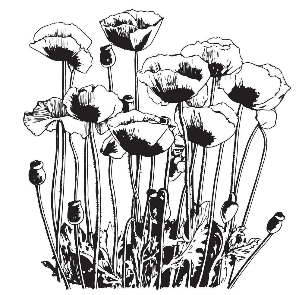 papaveri fiore mano disegnato schizzo nel scarabocchio stile vettore illustrazione