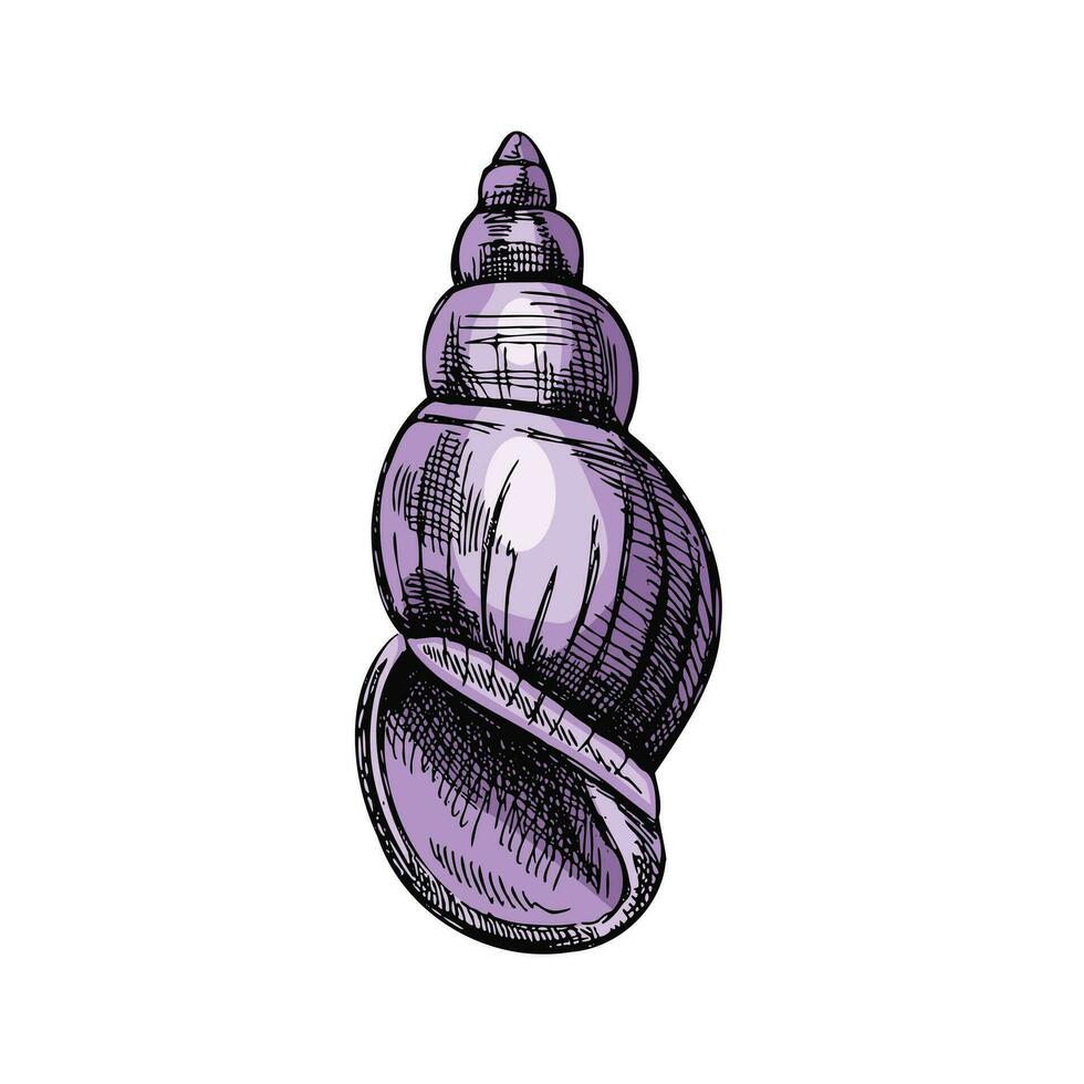 mano disegnato colorato schizzo di conchiglia, mollusco, conchiglia. pettine mare guscio, schizzo stile vettore illustrazione isolato su bianca sfondo.