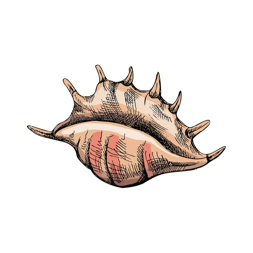 mano disegnato colorato schizzo di conchiglia, mollusco, conchiglia. pettine mare guscio, schizzo stile vettore illustrazione isolato su bianca sfondo.