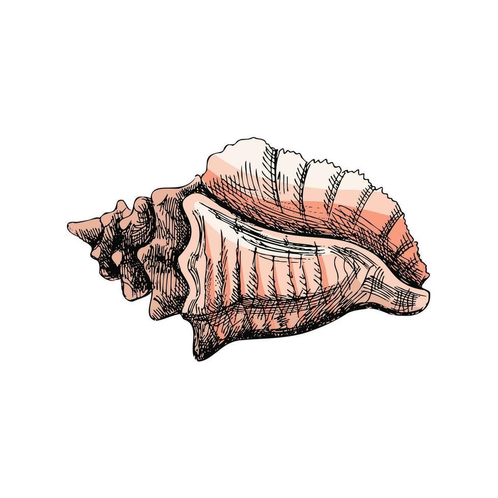 mano disegnato colorato schizzo di conchiglia, mollusco, conchiglia. pettine mare guscio, schizzo stile vettore illustrazione isolato su bianca sfondo.