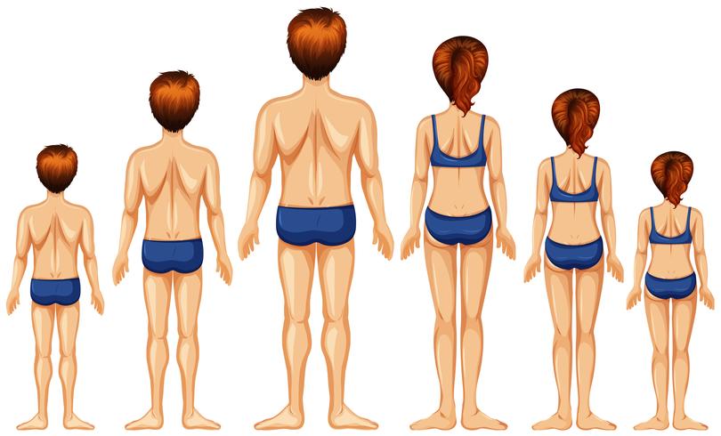 Lato posteriore maschile e femminile vettore