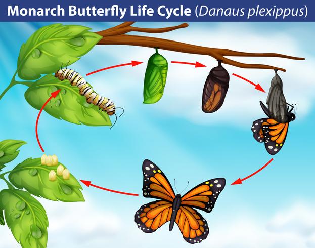 Ciclo di vita delle farfalle monarca vettore